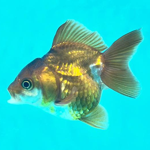 Thai Oranda Full Black 2.5" Female (CK-105)R3B13