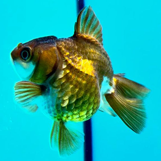 Thai Oranda Full Black 2.5" Female (CK-105)R3B13