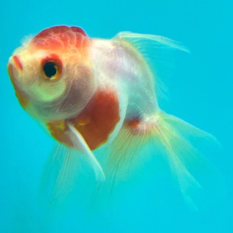 Thai Oranda Red/White 2.5" Male (CK-108)R3B12