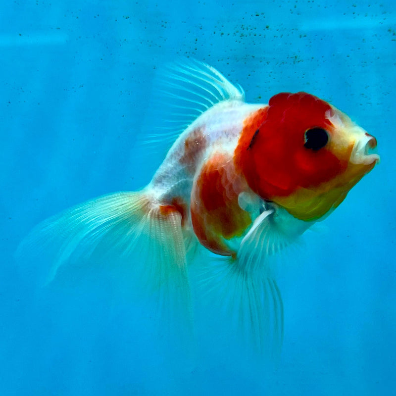 Thai Oranda Red/White 2.5" Male (CK-108)R3B12