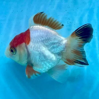 Thai Oranda Tri-Color 2" Male (CK-109)R3B12