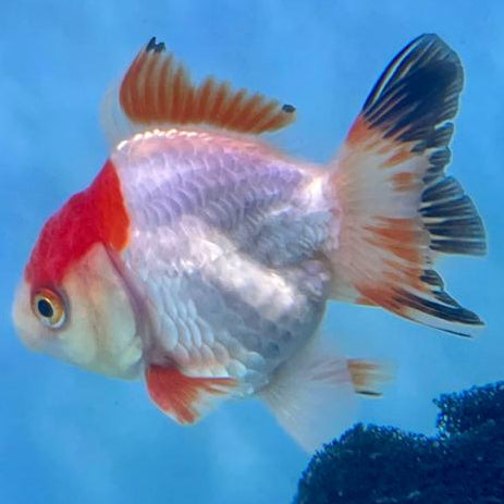 Thai Oranda Tri-Color 2" Male (CK-109)R3B12