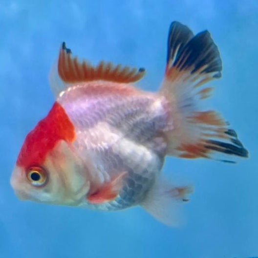Thai Oranda Tri-Color 2" Male (CK-109)R3B12