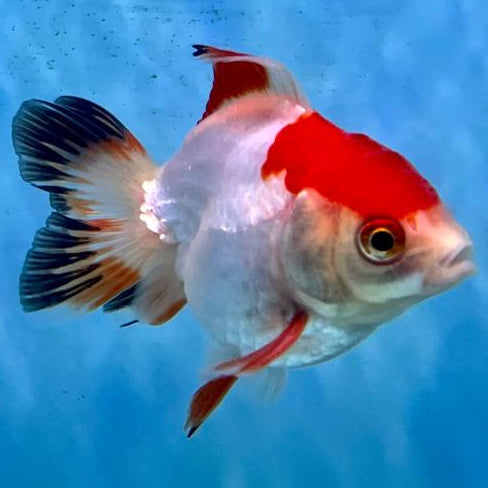 Thai Oranda Tri-Color 2" Male (CK-109)R3B12