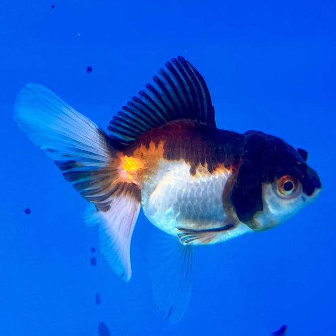 Thai Oranda Tri-Color 2.5" Female (CK-115)R3B11