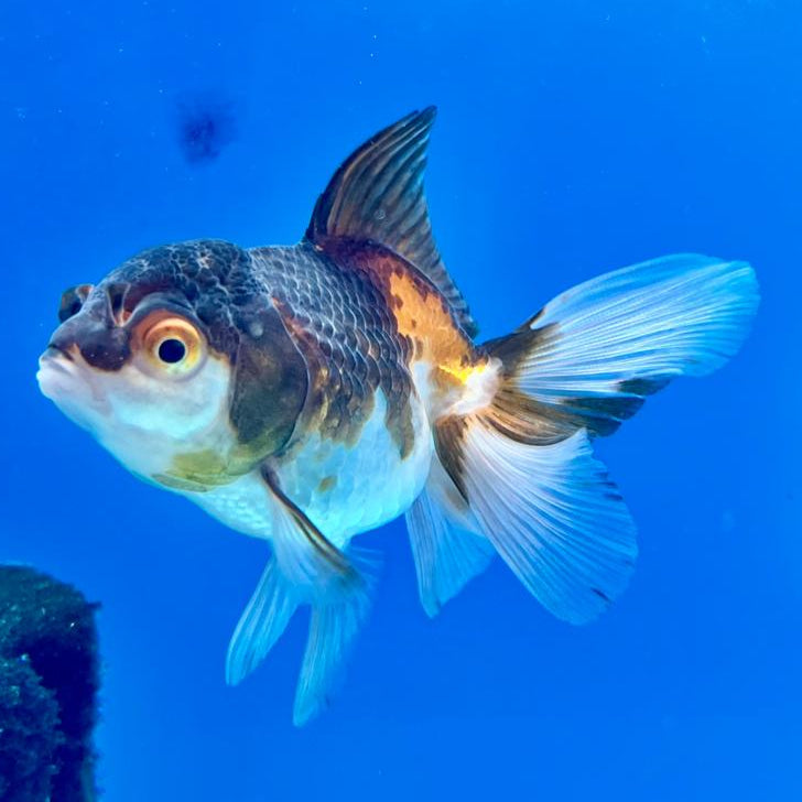 Thai Oranda Tri-Color 2.5" Female (CK-115)R3B11