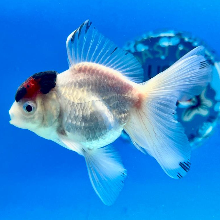 Thai Oranda Panda 2.5" Male (CK-117)R3B11