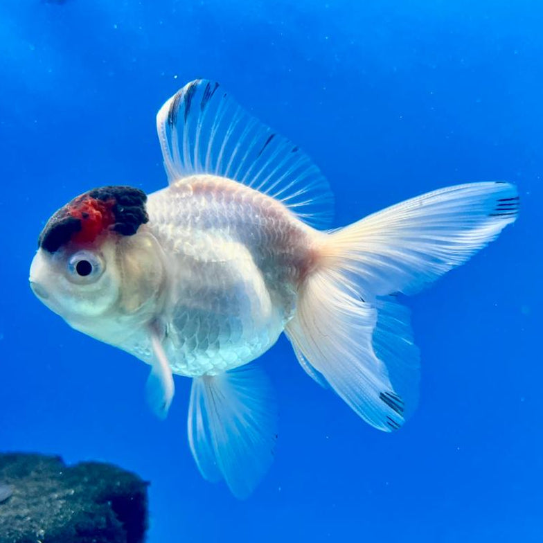 Thai Oranda Panda 2.5" Male (CK-117)R3B11