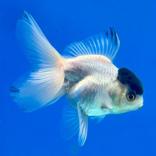 Thai Oranda Panda 2.5" Male (CK-117)R3B11
