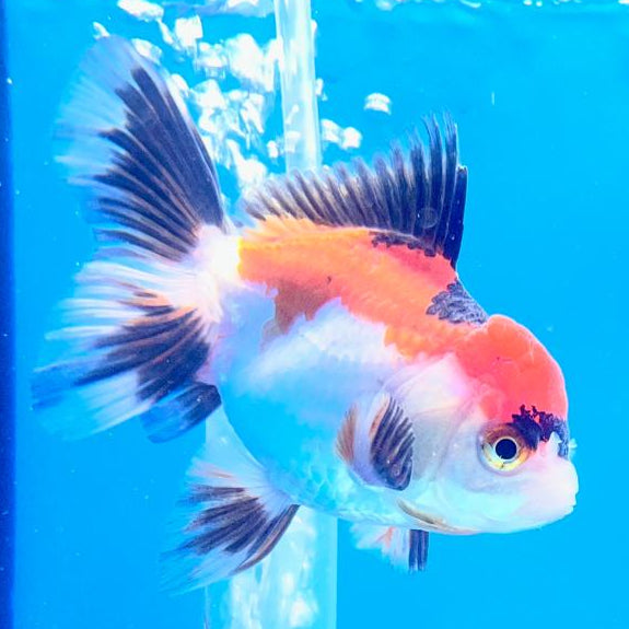 Thai Oranda Tri-Color 2.5" Female (CK-126)R3B09