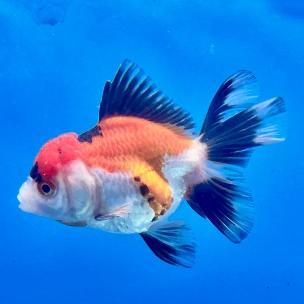 Thai Oranda Tri-Color 2.5" Female (CK-126)R3B09