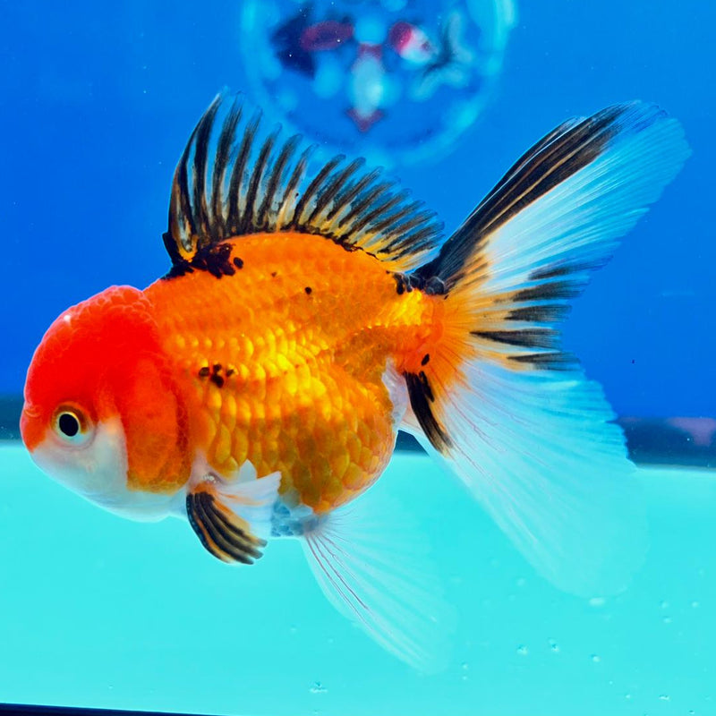 Thai Oranda Tri-Color 2.5" Male (CK-129)R3B08