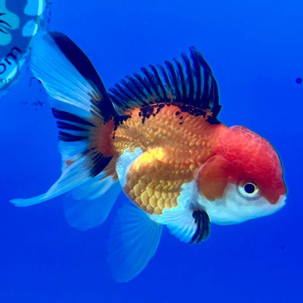 Thai Oranda Tri-Color 2.5" Male (CK-129)R3B08