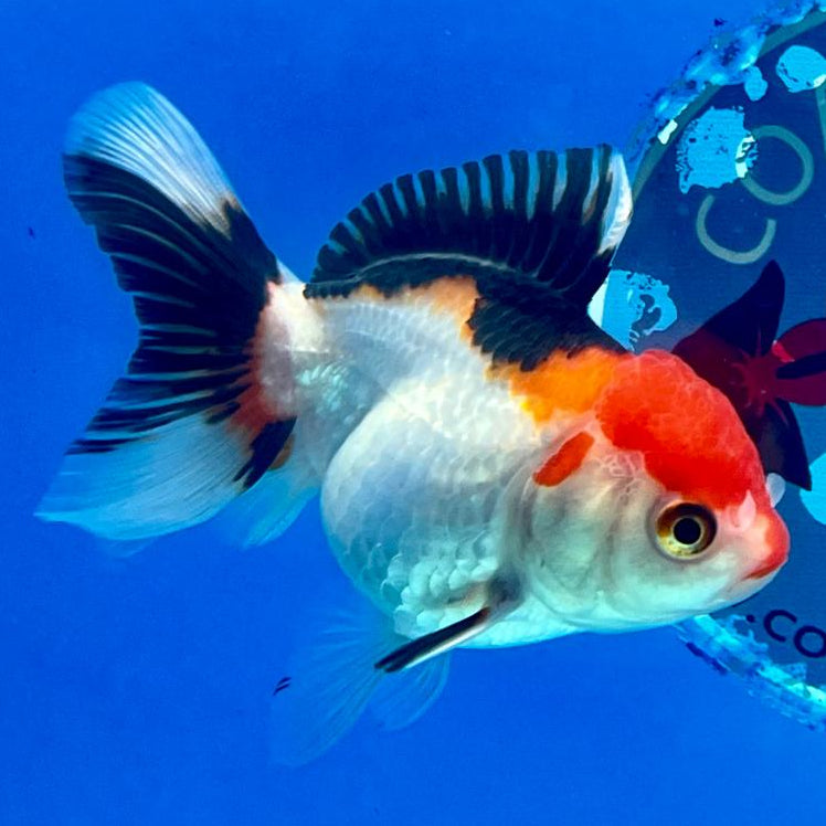 Thai Oranda Tri-Color 2.5" Female (CK-143)R3B06