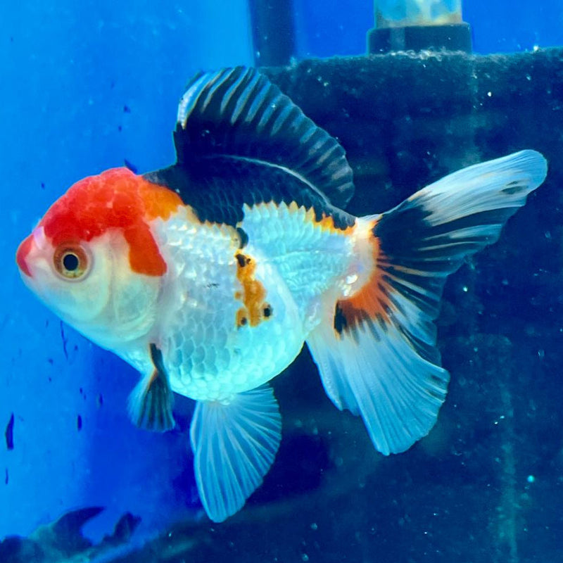 Thai Oranda Tri-Color 2.5" Female (CK-143)R3B06