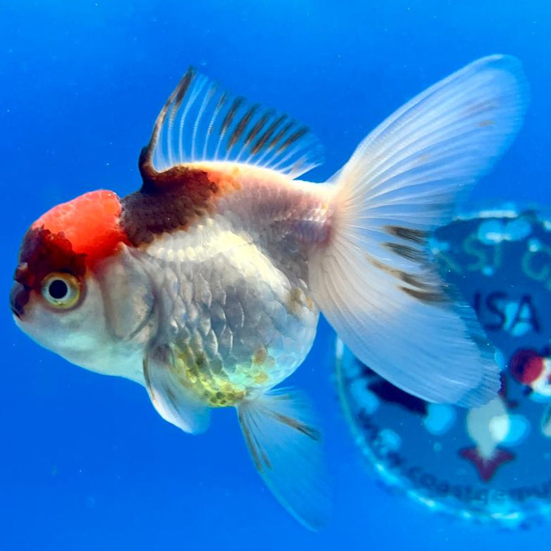 Thai Oranda Tri-Color 2.5" Female (CK-145)R3B05