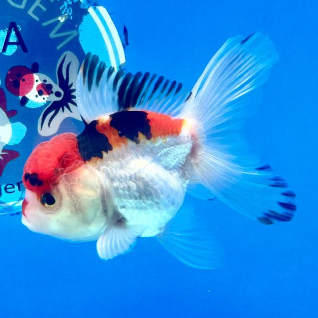 Thai Oranda Tri-Color 2.5" Male (CK-148)R3B05