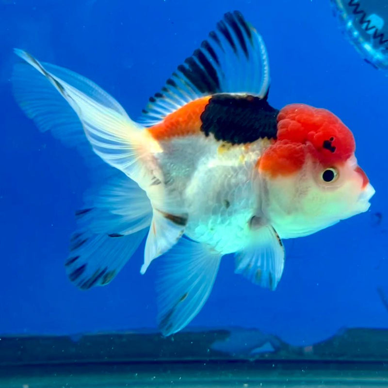Thai Oranda Tri-Color 2.5" Male (CK-148)R3B05