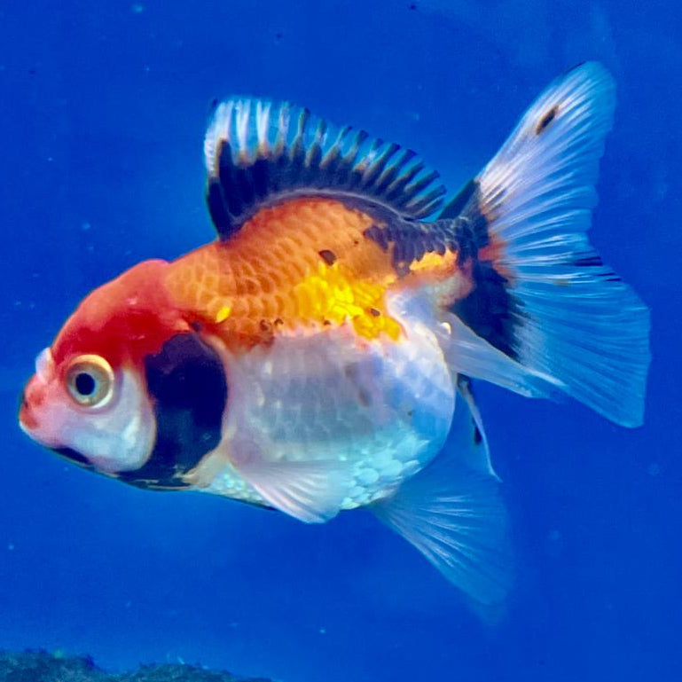 Thai Oranda Tri-Color 2.5" Female (CK-135)R3B07
