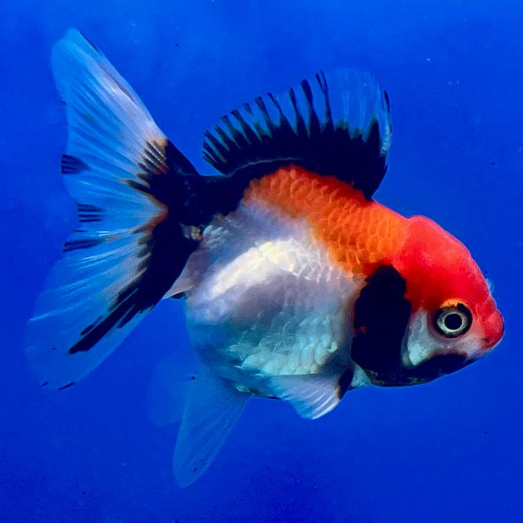 Thai Oranda Tri-Color 2.5" Female (CK-135)R3B07