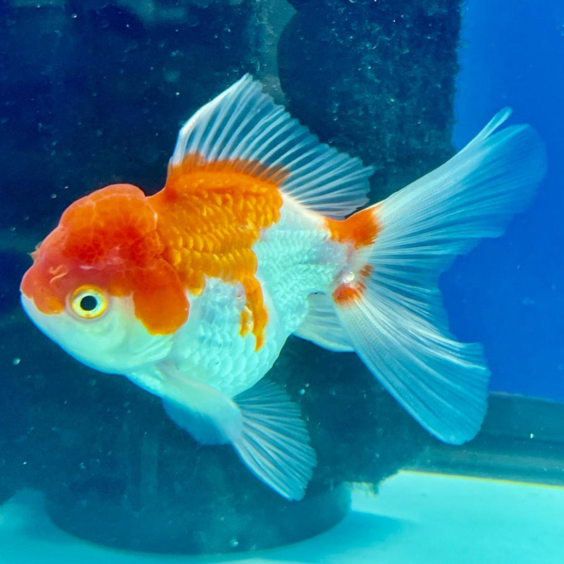 Thai Oranda Red/White 2.5" Male (CK-137)R3B07