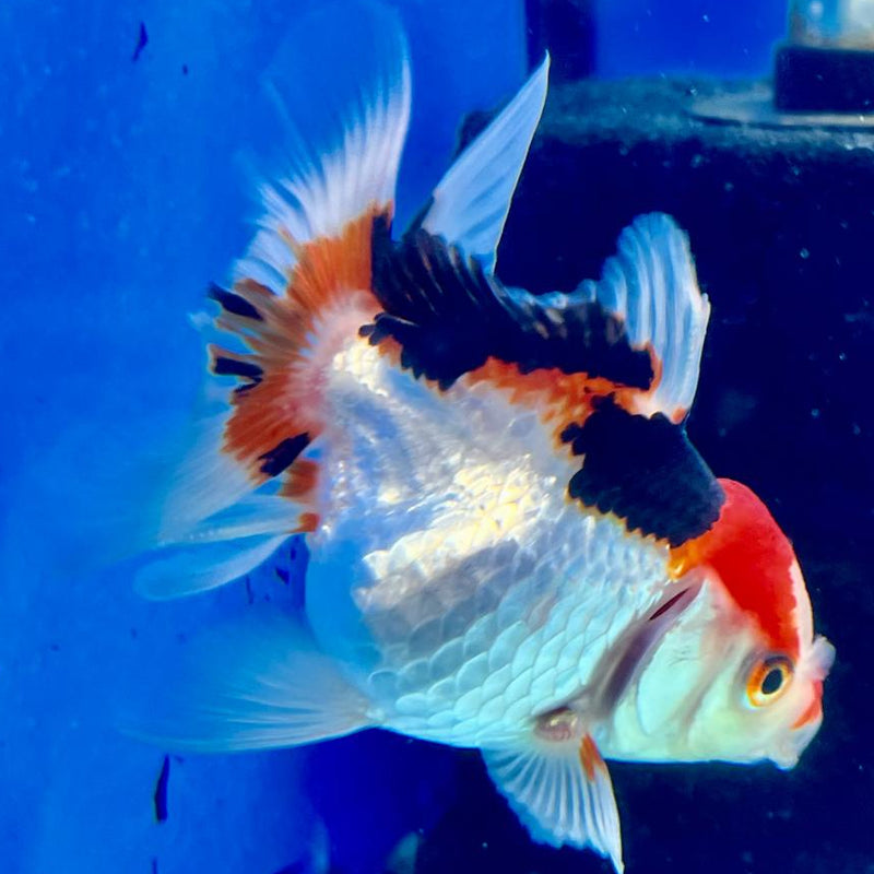 Thai Oranda Tri-Color 2.5" Female (CK-139)R3B07