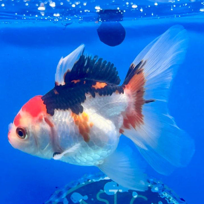 Thai Oranda Tri-Color 2.5" Female (CK-139)R3B07