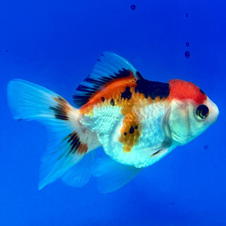 Thai Oranda Tri-Color 2.5" Male (CK-141)R3B06