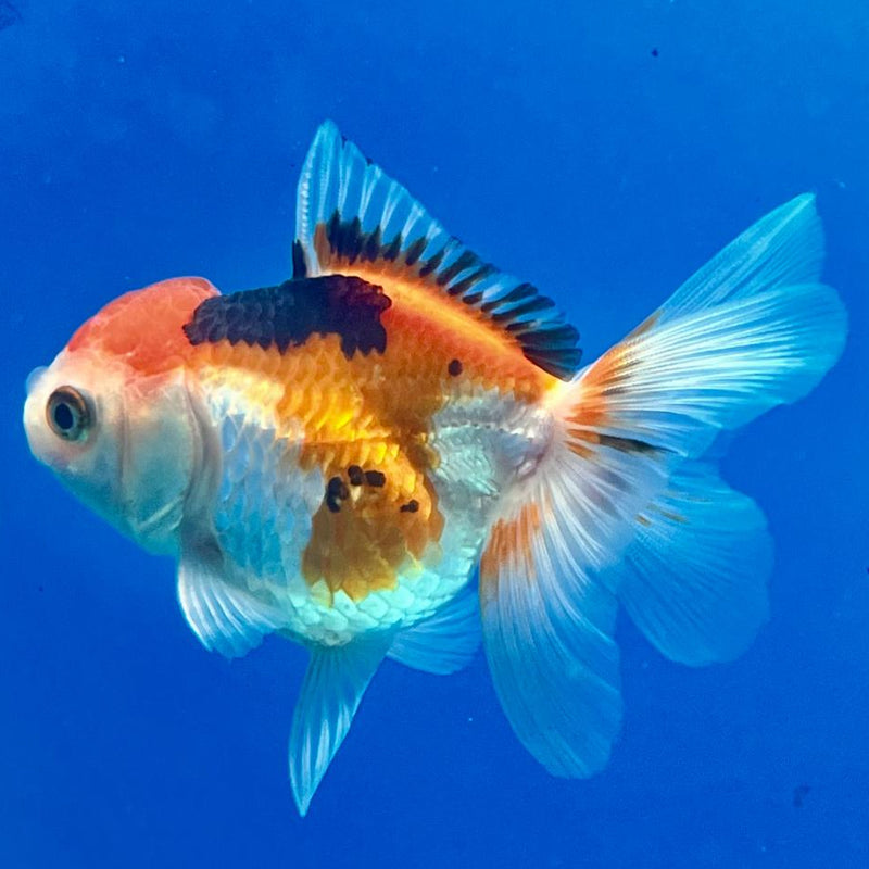 Thai Oranda Tri-Color 2.5" Male (CK-141)R3B06