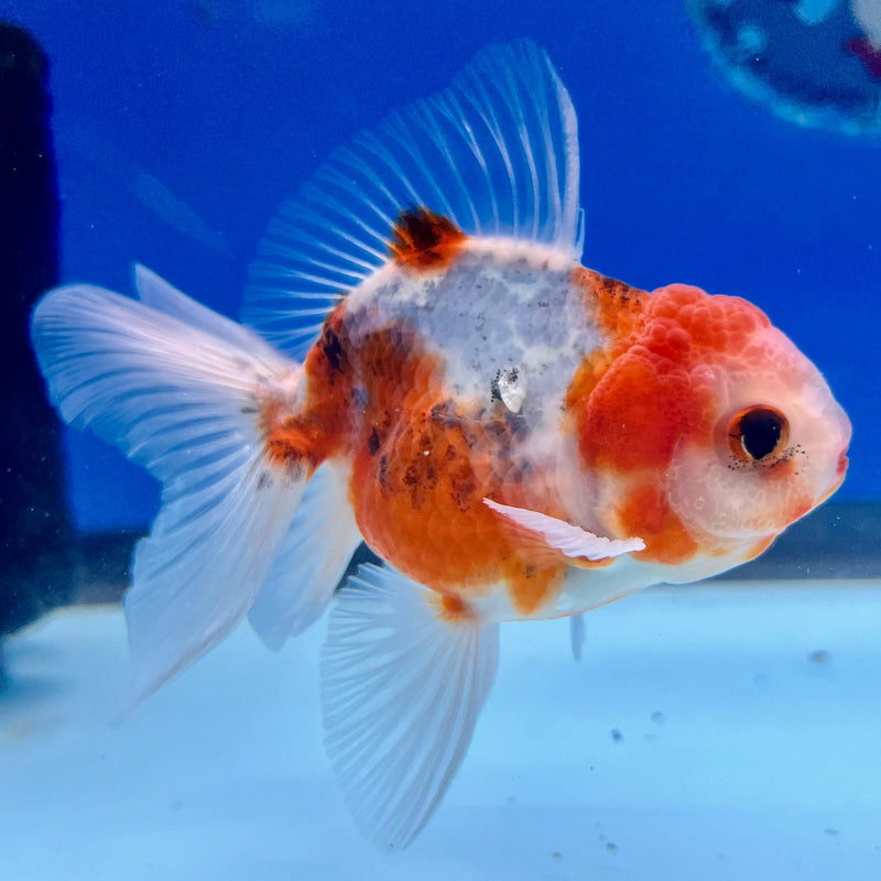 Thai Oranda Calico 2.5" Male (CK-149)R3B05