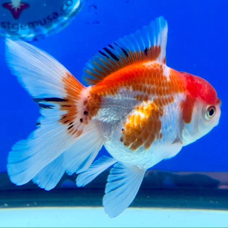 Thai Oranda Red/White 2.5" Female (CK-150)R3B04