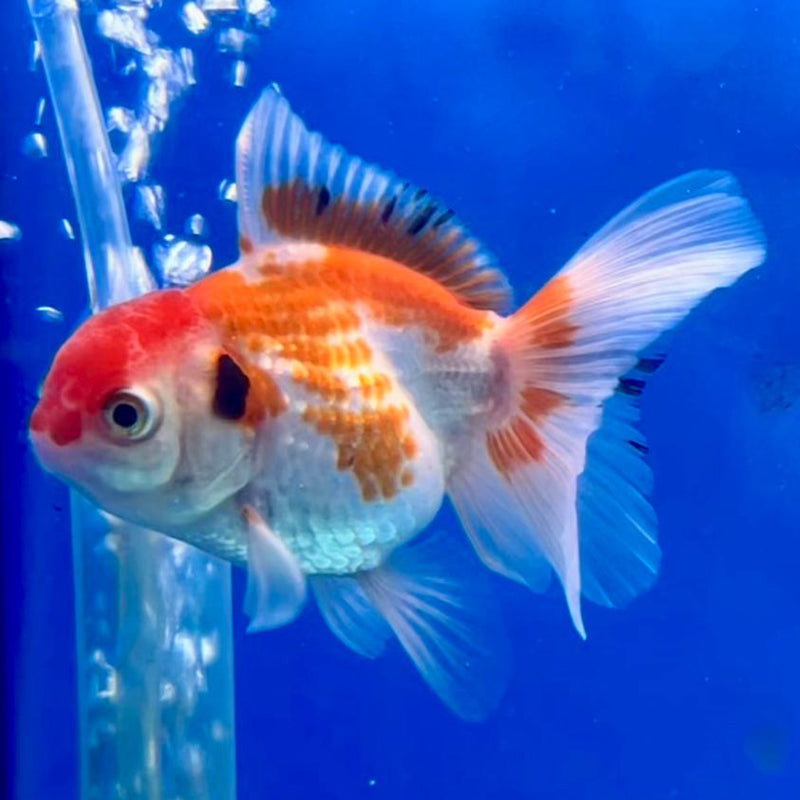 Thai Oranda Red/White 2.5" Female (CK-150)R3B04