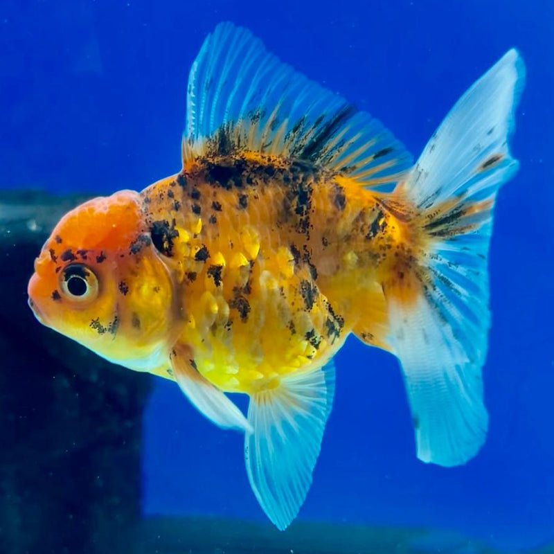 Thai Oranda Calico 2.5" Male (CK-152)R3B04