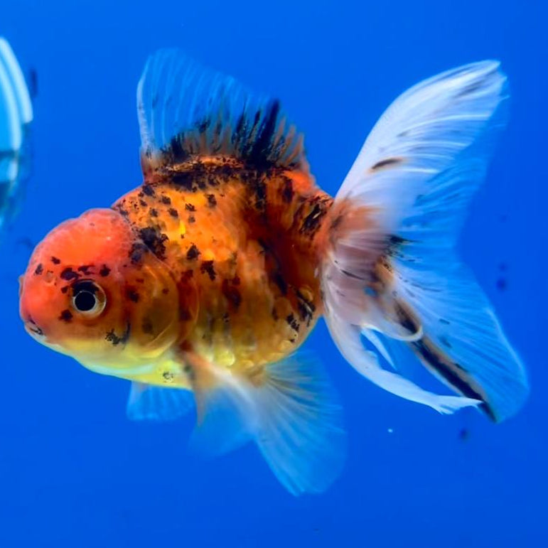 Thai Oranda Calico 2.5" Male (CK-152)R3B04