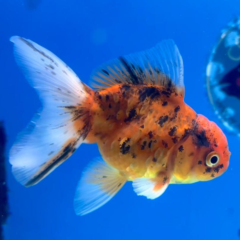 Thai Oranda Calico 2.5" Male (CK-152)R3B04