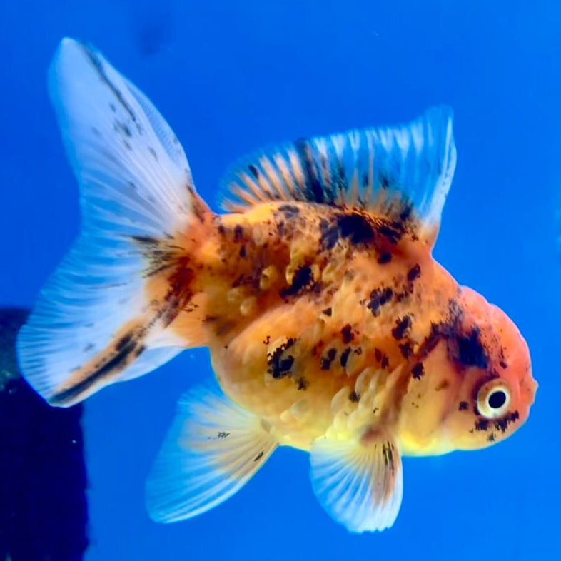 Thai Oranda Calico 2.5" Male (CK-152)R3B04