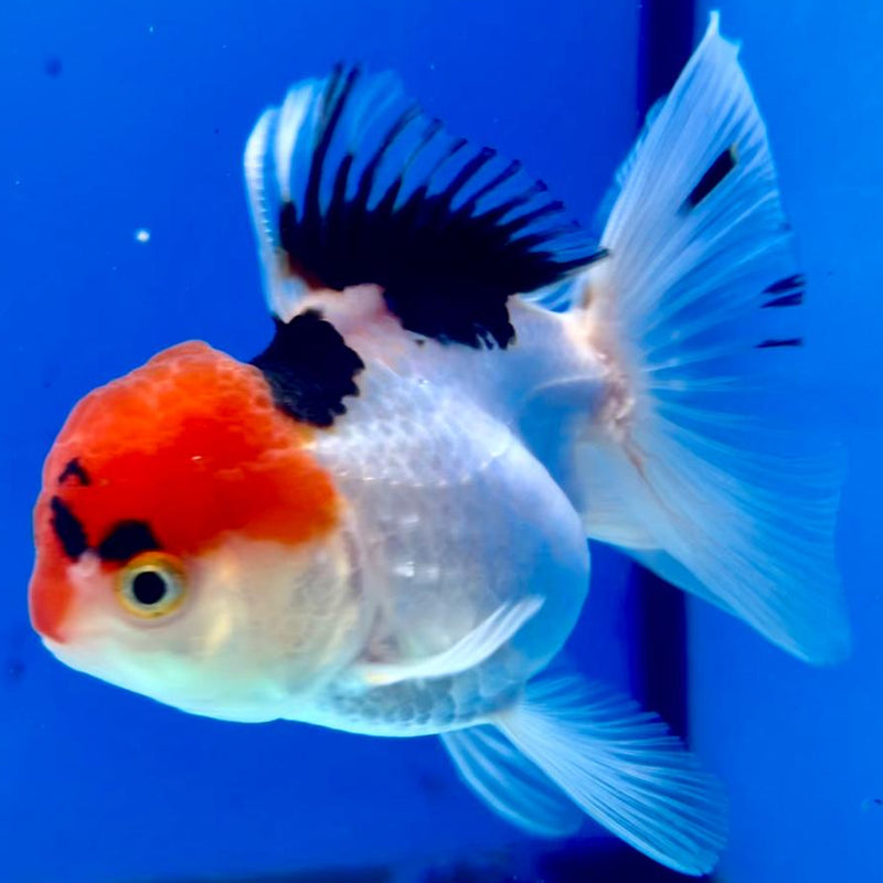 Thai Oranda Tri-Color 2.5" Female (CK-153)R3B04