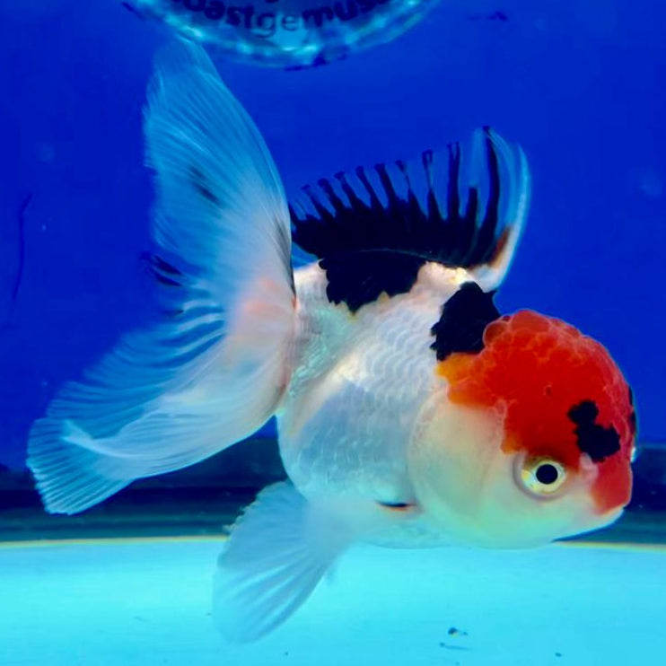 Thai Oranda Tri-Color 2.5" Female (CK-153)R3B04