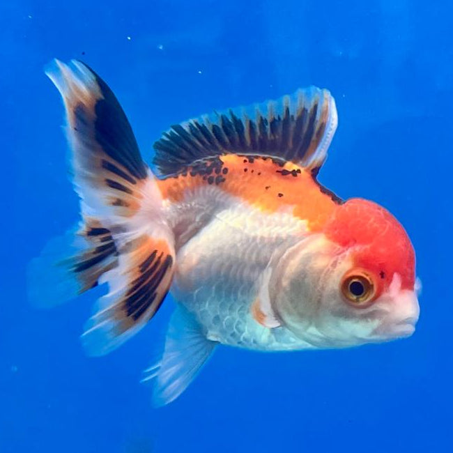 Thai Oranda Tri-Color 2.5" Female (CK-154)R3B04