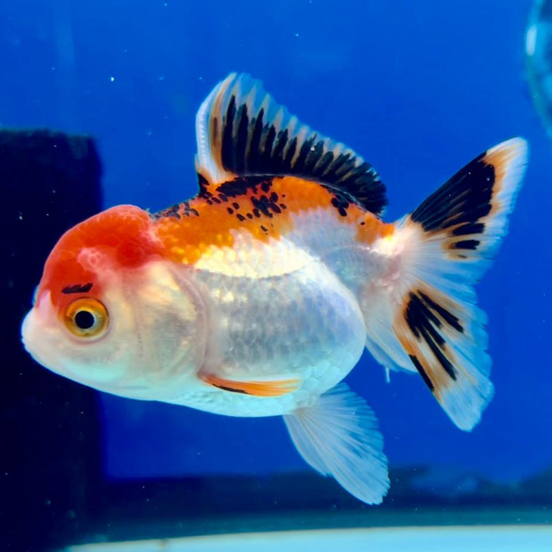 Thai Oranda Tri-Color 2.5" Female (CK-154)R3B04