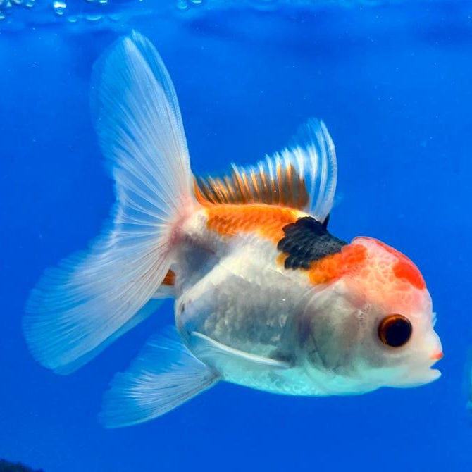 Thai Oranda Tri-Color 2.5" Female (CK-155)R3B03