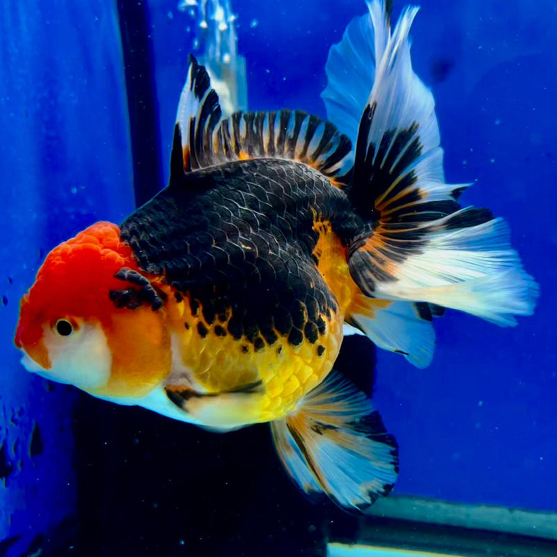 Thai Oranda Apache 4" Body Orchid Tail Male (CK-162)R1A09