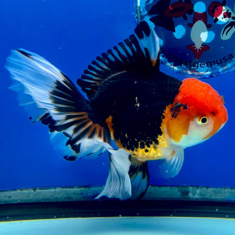 Thai Oranda Apache 4" Body Orchid Tail Male (CK-162)R1A09