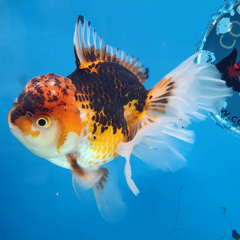 Thai Oranda Tri-Color 4" Body Orchid Tail Male (CK-163)R1B04