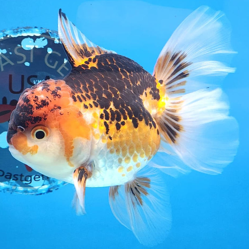 Thai Oranda Tri-Color 4" Body Orchid Tail Male (CK-163)R1B04