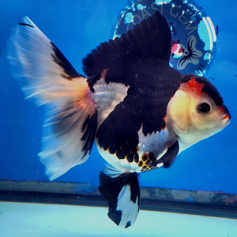 Thai Oranda Tri-Color 4" Body Orchid Tail Male (CK-166)R1B04
