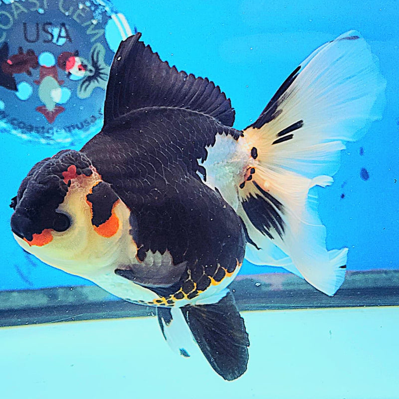 Thai Oranda Tri-Color 4" Body Orchid Tail Male (CK-166)R1B04