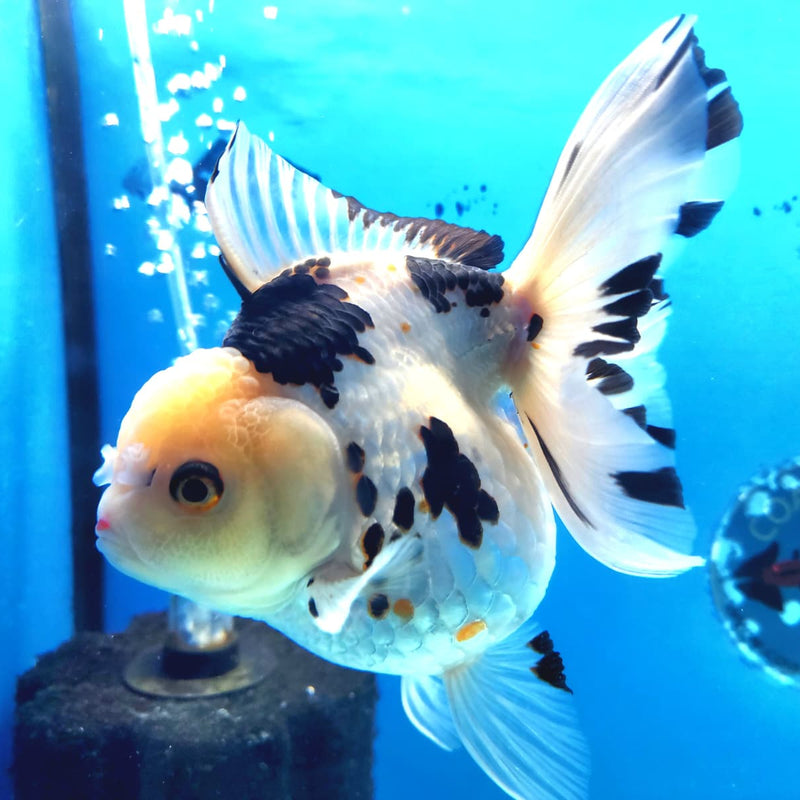 Thai Oranda Tri-Color 4" Body Orchid Tail Male (CK-170)R1A02