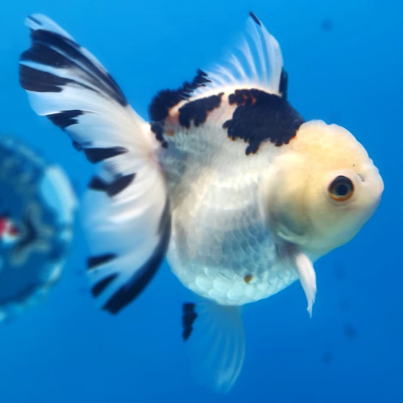 Thai Oranda Tri-Color 4" Body Orchid Tail Male (CK-170)R1A02