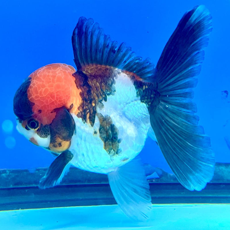 Thai Oranda Tri-Color 3" Body Female (CK-191)R3A14